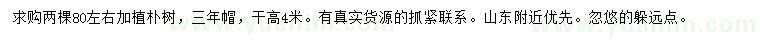 求購80公分左右加植樸樹