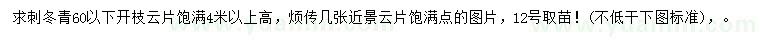 求購60公分以下冬青