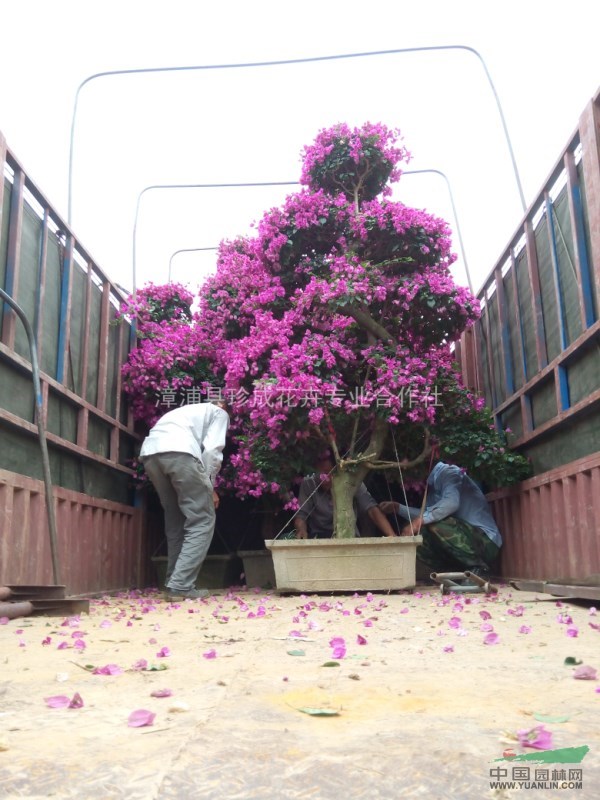 福建地區(qū)批發(fā)紫色花造型三角梅樁景種植基地價格
