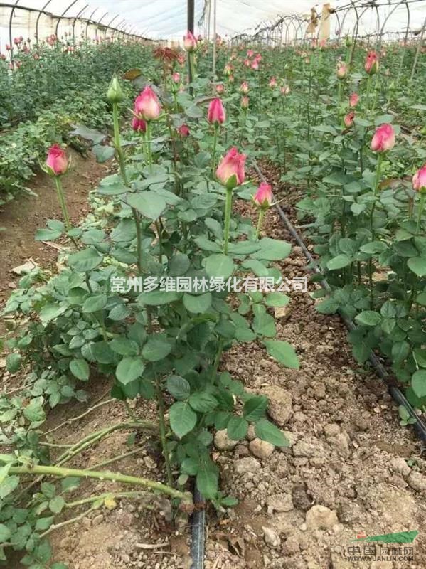 大花品種月季 香水月季 藤本月季 樹(shù)狀（高桿）月季 薔薇