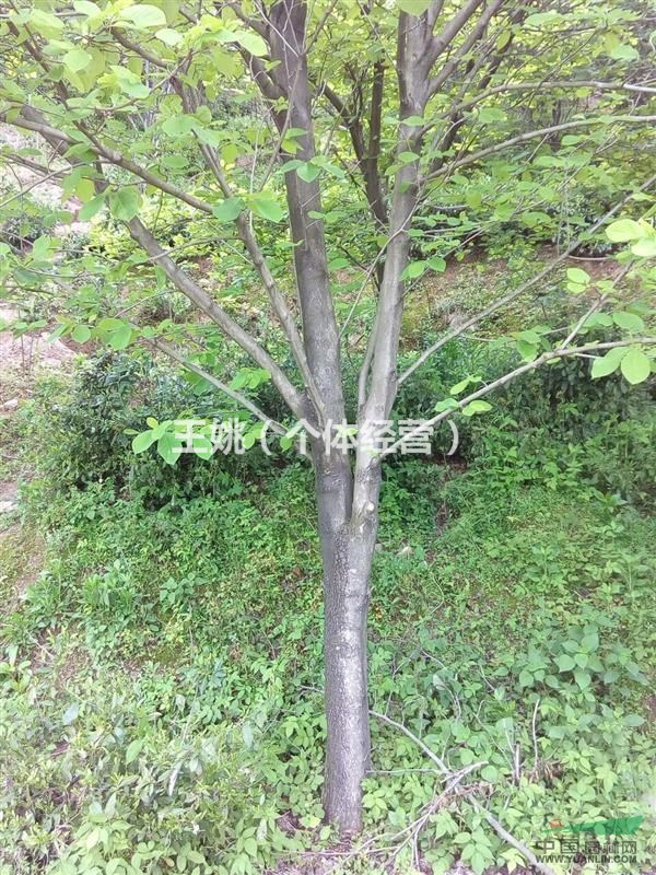 供應(yīng)玉蘭，海棠等花木