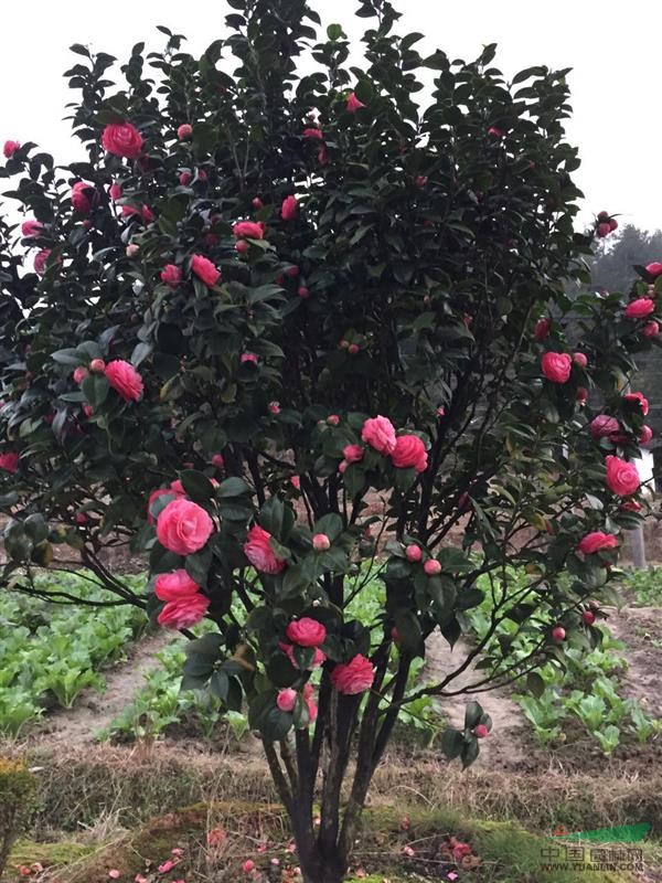 五彩十八學(xué)士茶花基地行情報價\五彩十八學(xué)士茶花基地圖片展示