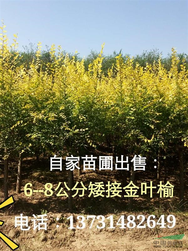 2016年哪里金葉榆便宜？供應(yīng)金葉榆，質(zhì)量好！