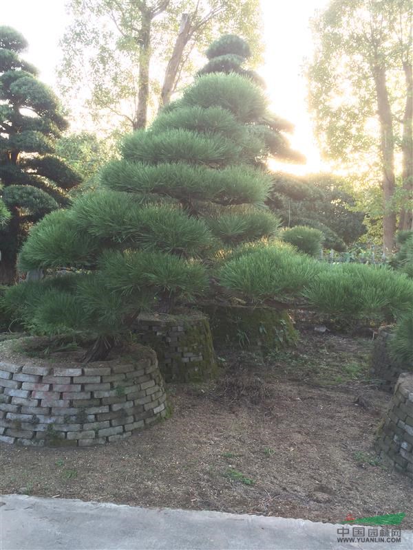 造型黑松樹，12公分造型黑松，造型黑松價格