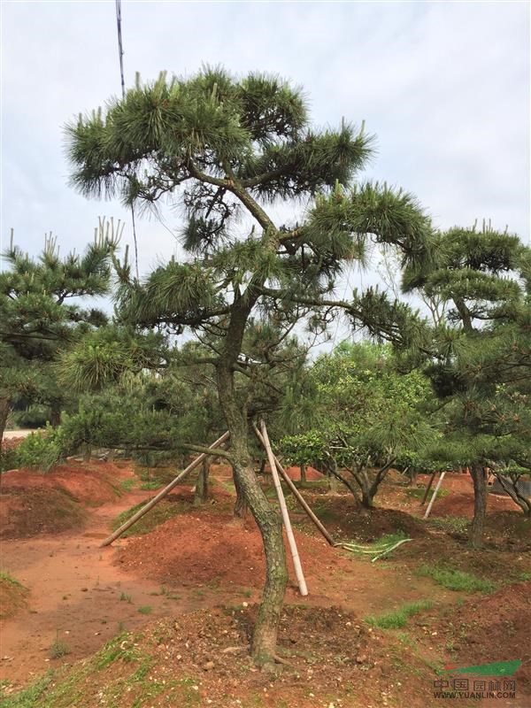 造型黑松樹，12公分造型黑松，造型黑松價格