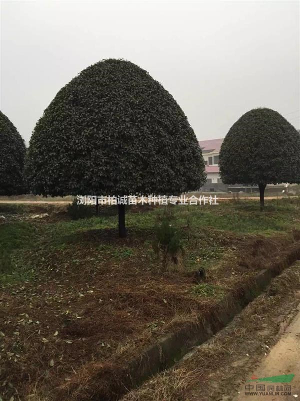 15公分桂花批發(fā)；湖南精品桂花，紅葉石楠