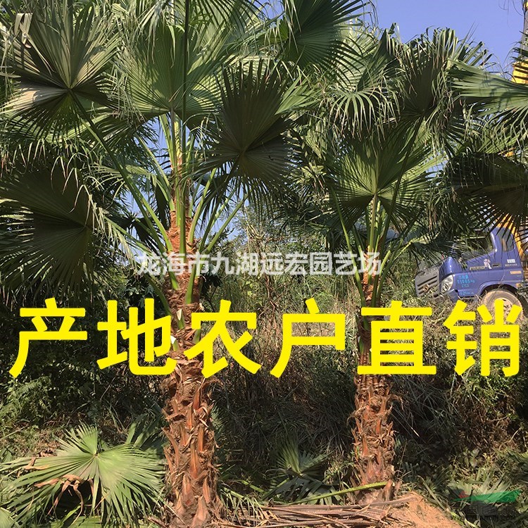 千畝蒲葵 高桿蒲葵1m-10m農戶基地直銷，蒲葵規格齊全