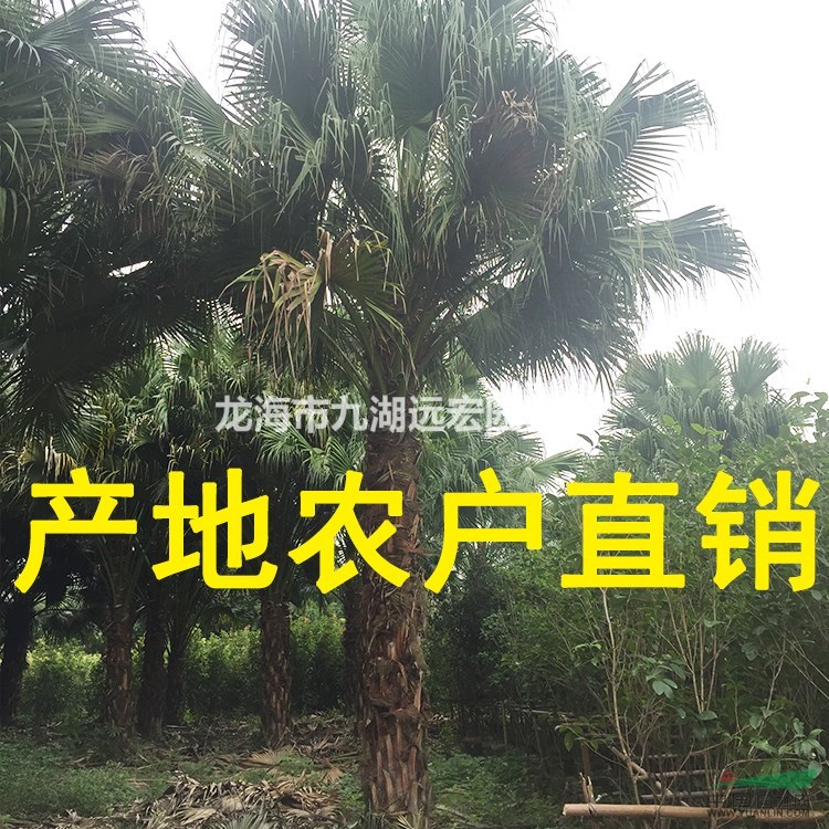 千畝蒲葵 高桿蒲葵1m-10m農戶基地直銷，蒲葵規格齊全