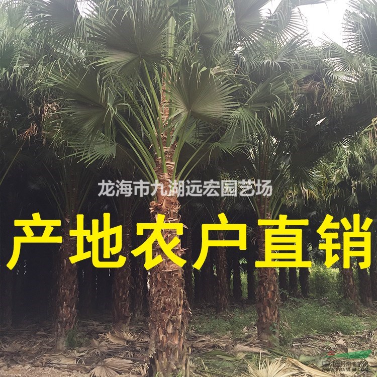 千畝蒲葵 高桿蒲葵1m-10m農戶基地直銷，蒲葵規格齊全