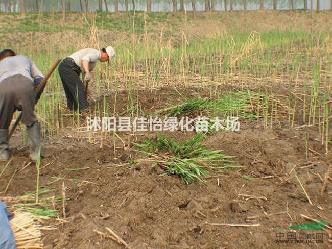 蘆葦根 蘆葦苗 水生植物 水生蘆葦園林綠化小區(qū)綠化