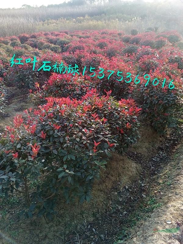 安徽紅葉石楠球供應(yīng)