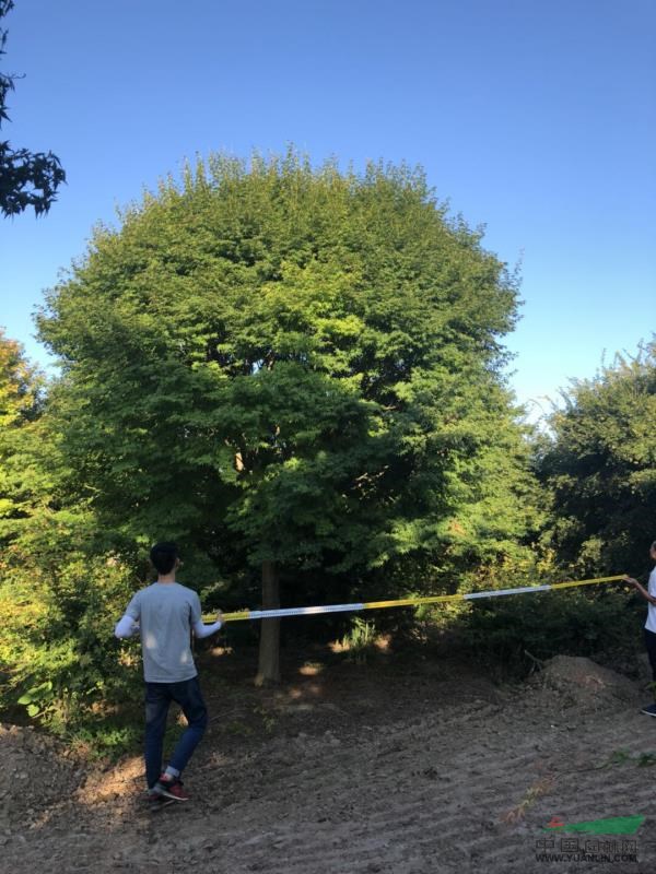 江蘇3000畝基地，直銷5-25公分優(yōu)質(zhì) 小葉雞爪槭
