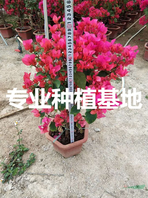 中國紅三角梅