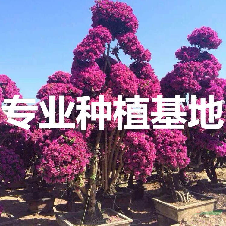 福建三角梅基地 福建三角梅产地 