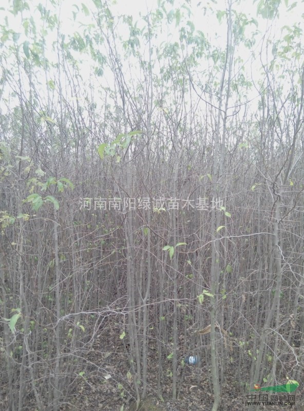 杜仲