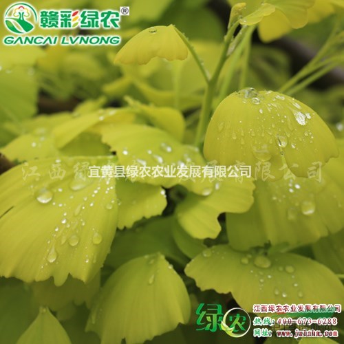 金葉銀杏 精品彩葉苗木 三季觀葉 金葉銀杏 金葉水杉 三季紅