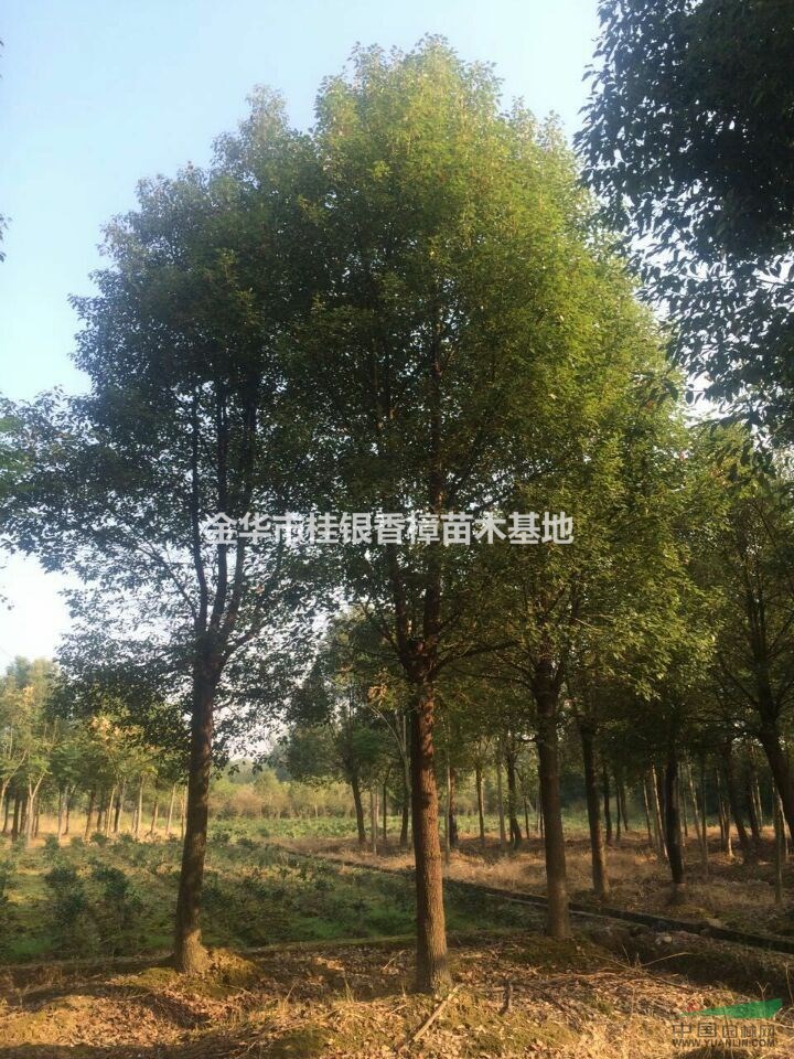 金華截桿香樟  骨架香樟出售