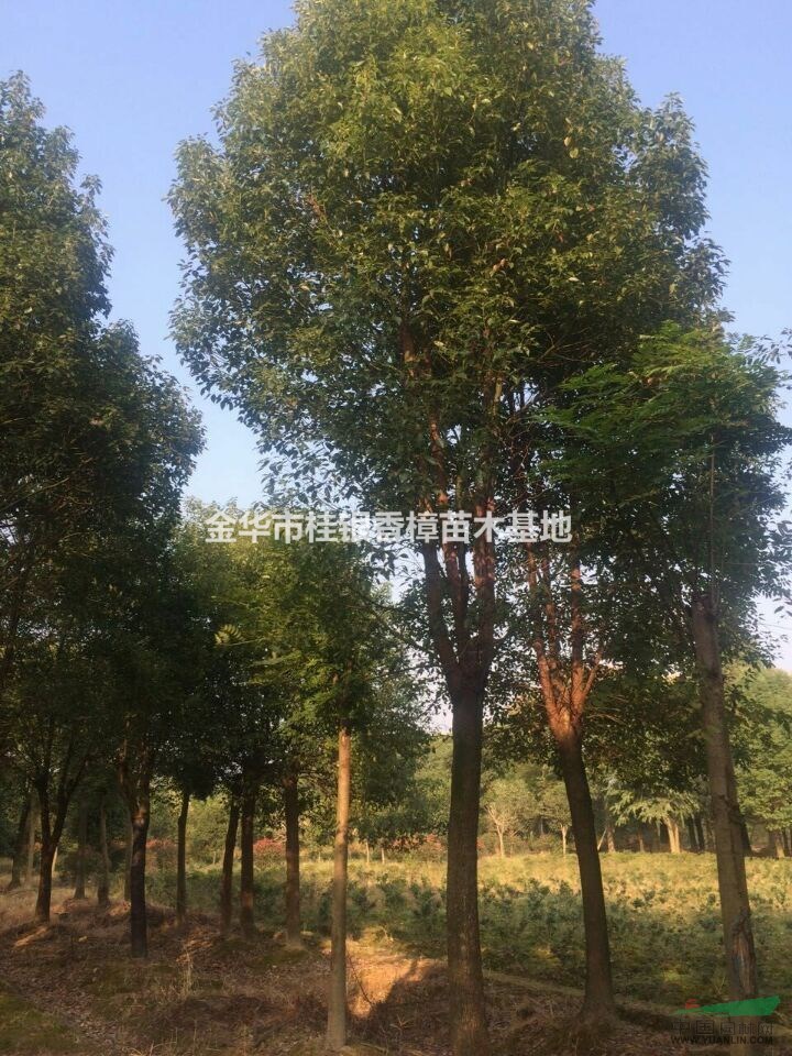 金華截桿香樟  骨架香樟出售