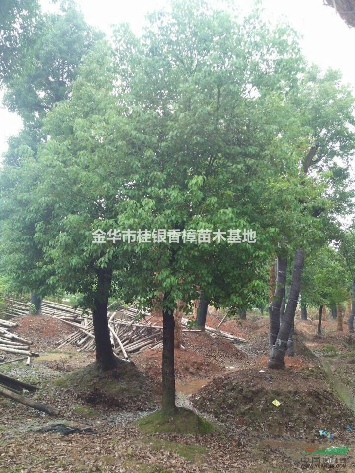 金華大香樟出售