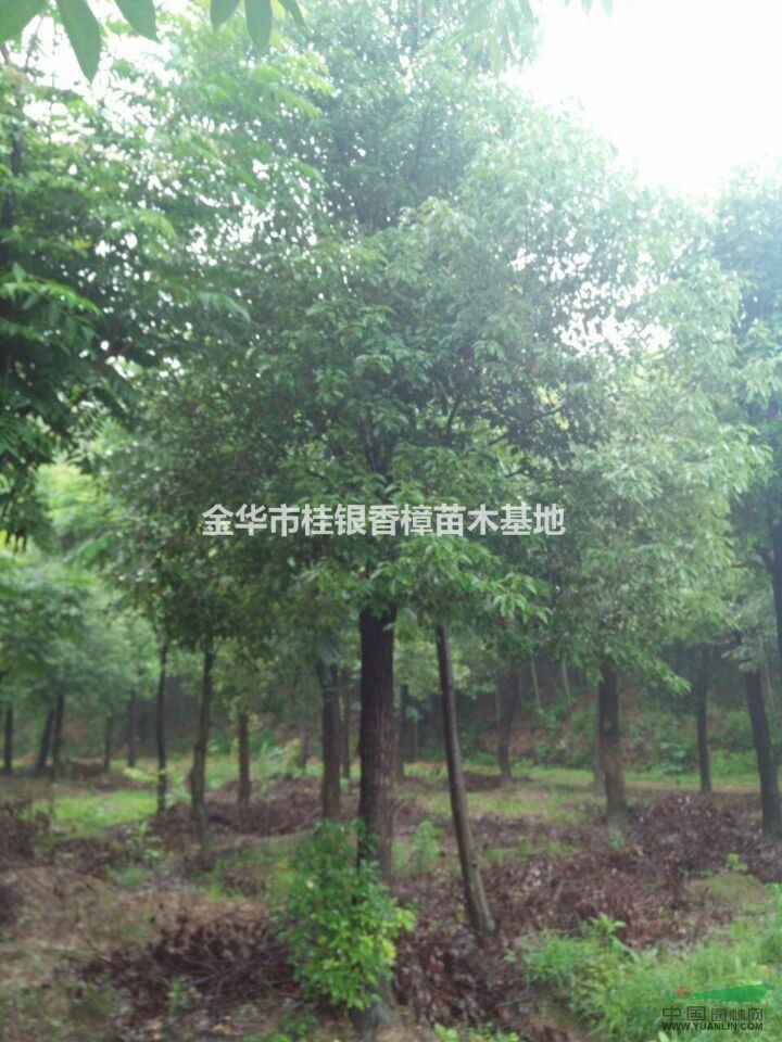 金華大香樟出售