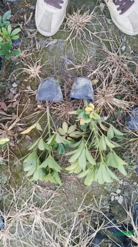 鴨腳木