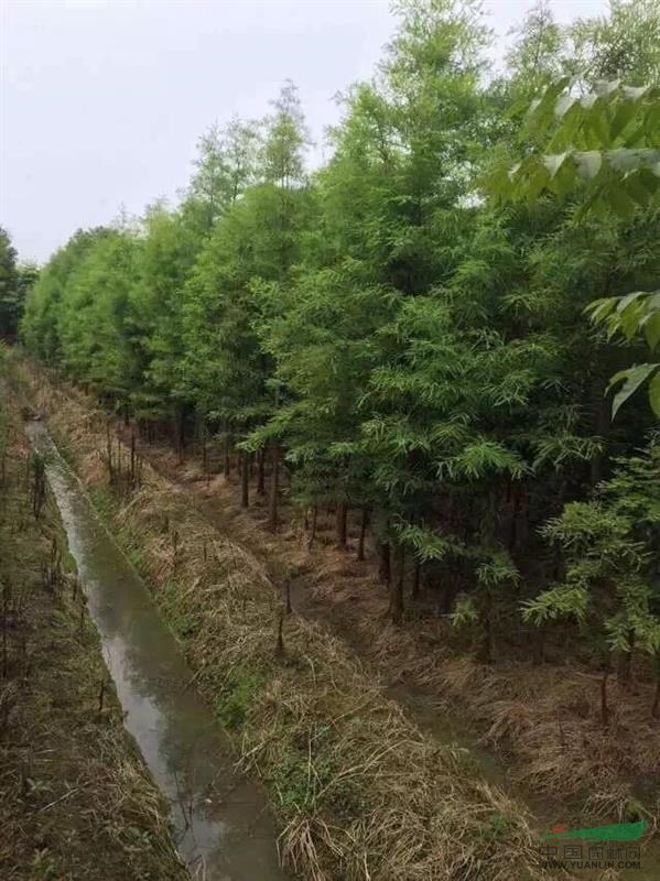 水杉