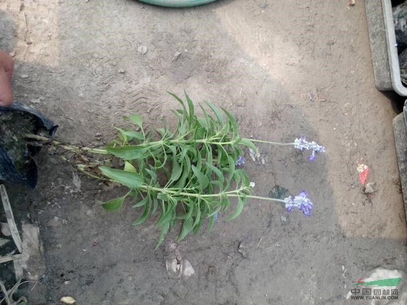 鼠尾草盆苗