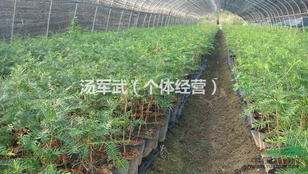 香榧樹