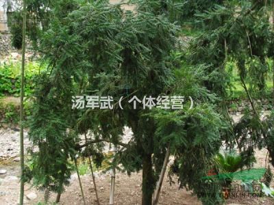 香榧樹