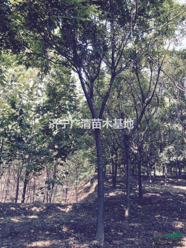 8-20cm精品北京欒