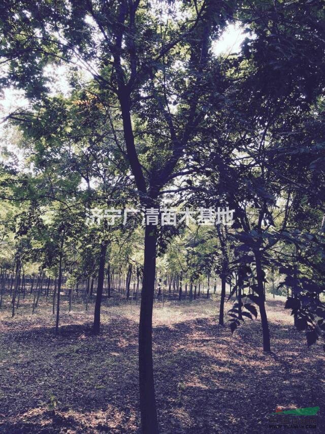 8-20cm精品北京欒