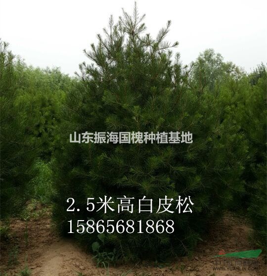 山東國(guó)槐種植第一苗圃基地