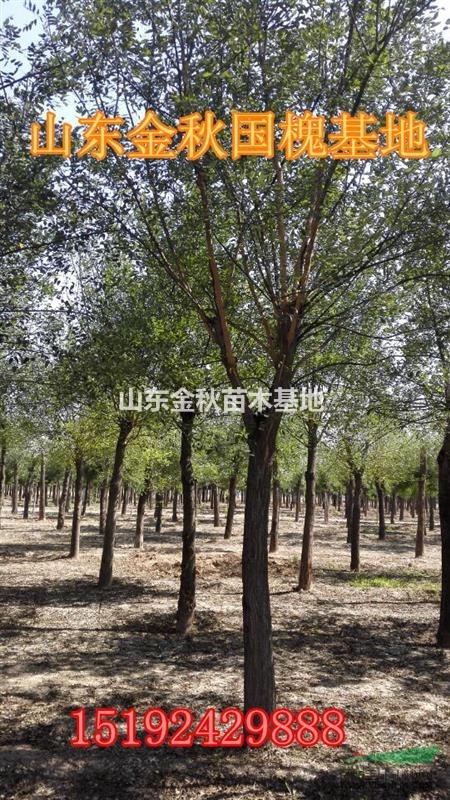 山東省15公分國槐價格-濟寧18公分國槐樹價格