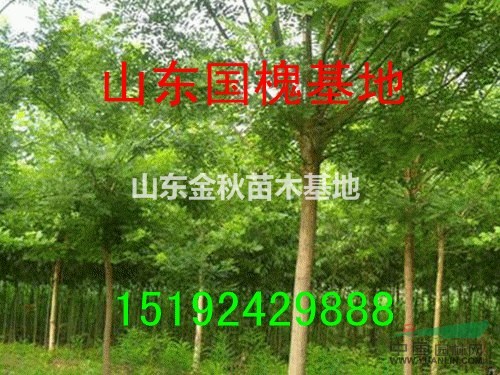 精品國槐10公分國槐價(jià)格-12公分國槐價(jià)格
