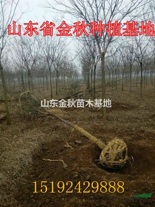 精品國槐10公分國槐價(jià)格-12公分國槐價(jià)格