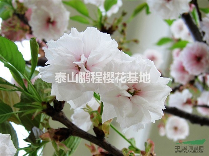 泰山櫻花基地的品種與規(guī)模