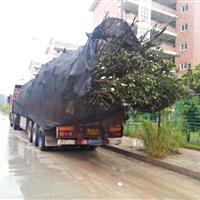 香樟、福建山櫻花、桃花、垂葉榕