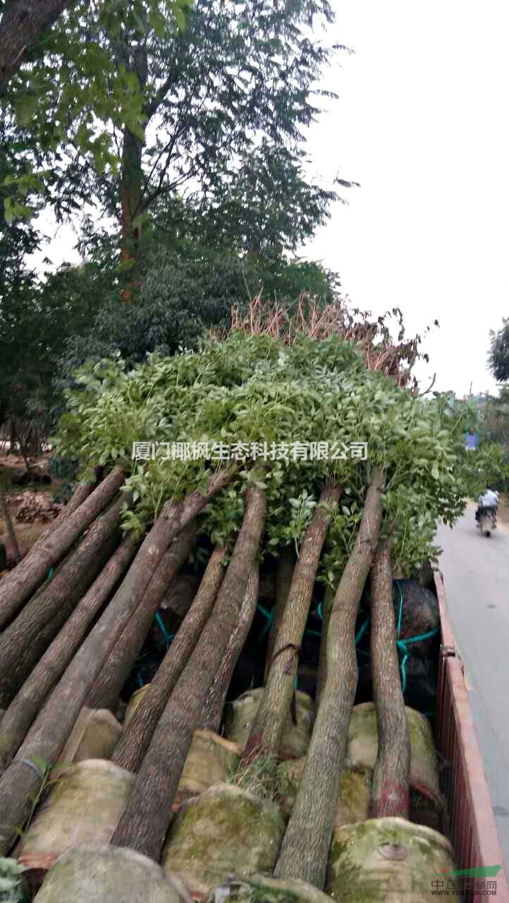 香樟、福建山櫻花、桃花、垂葉榕