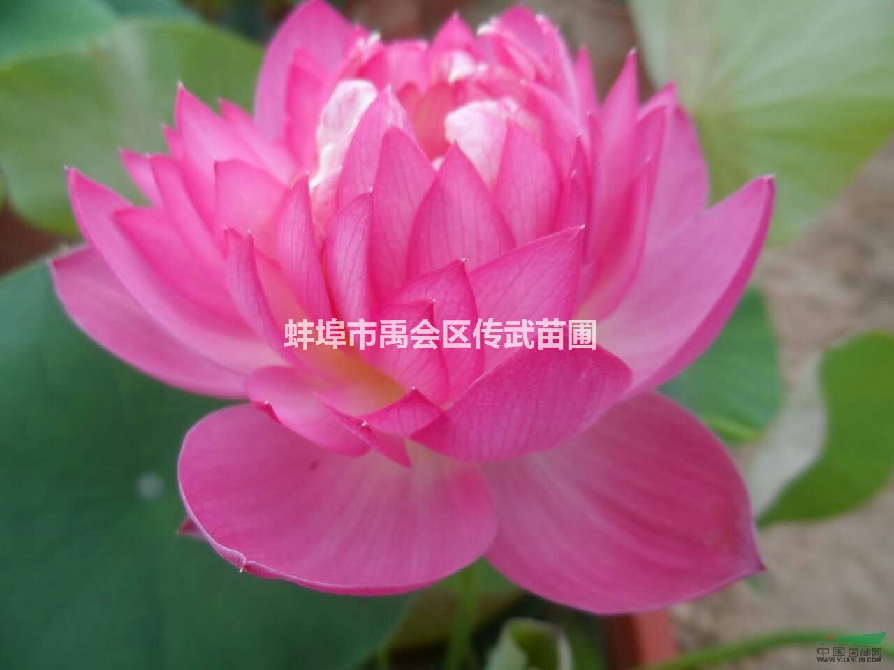 浙江杭州供應(yīng)荷花500萬棵，睡蓮600萬棵品種齊全，價(jià)格優(yōu)惠