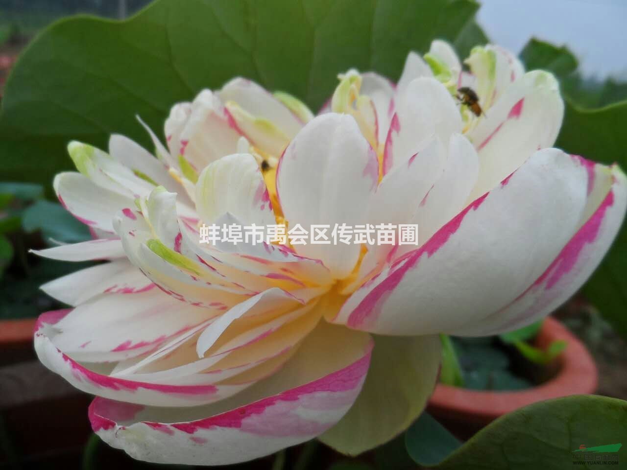 浙江杭州供應(yīng)荷花500萬棵，睡蓮600萬棵品種齊全，價(jià)格優(yōu)惠