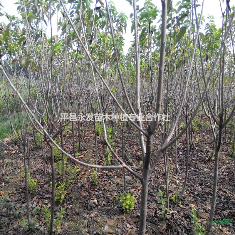基地直銷(xiāo)3公分櫻桃苗4公分大櫻桃樹(shù)苗5公分大紅燈櫻桃樹(shù)苗量大