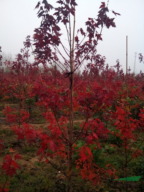 江蘇邳州供美國(guó)紅楓苗