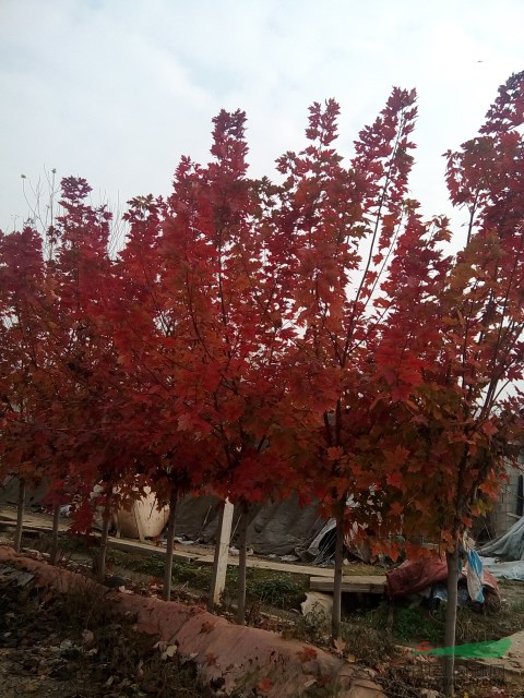 江蘇邳州供美國(guó)紅楓苗