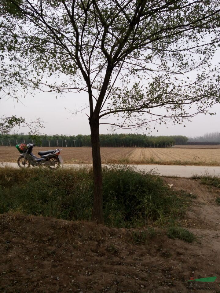國槐18公分|18公分國槐價格