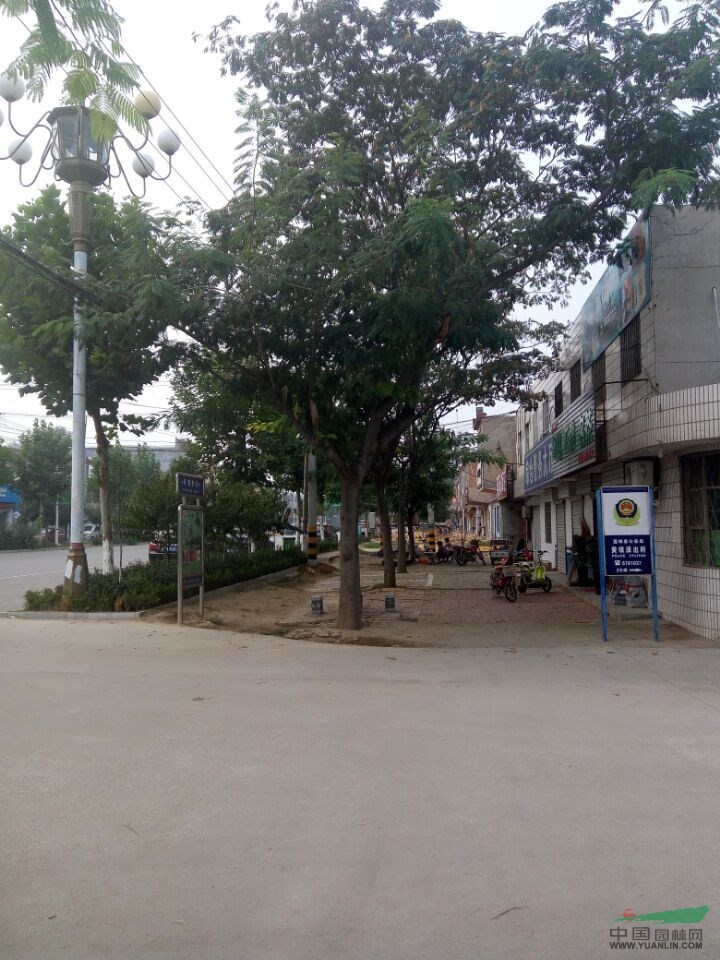 5公分國槐處理價格
