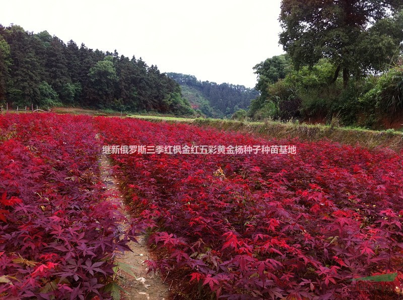 血紅楓日月麗天楓葉王紅葉皇后全球最紅四季紅楓專利產(chǎn)品三季紅楓