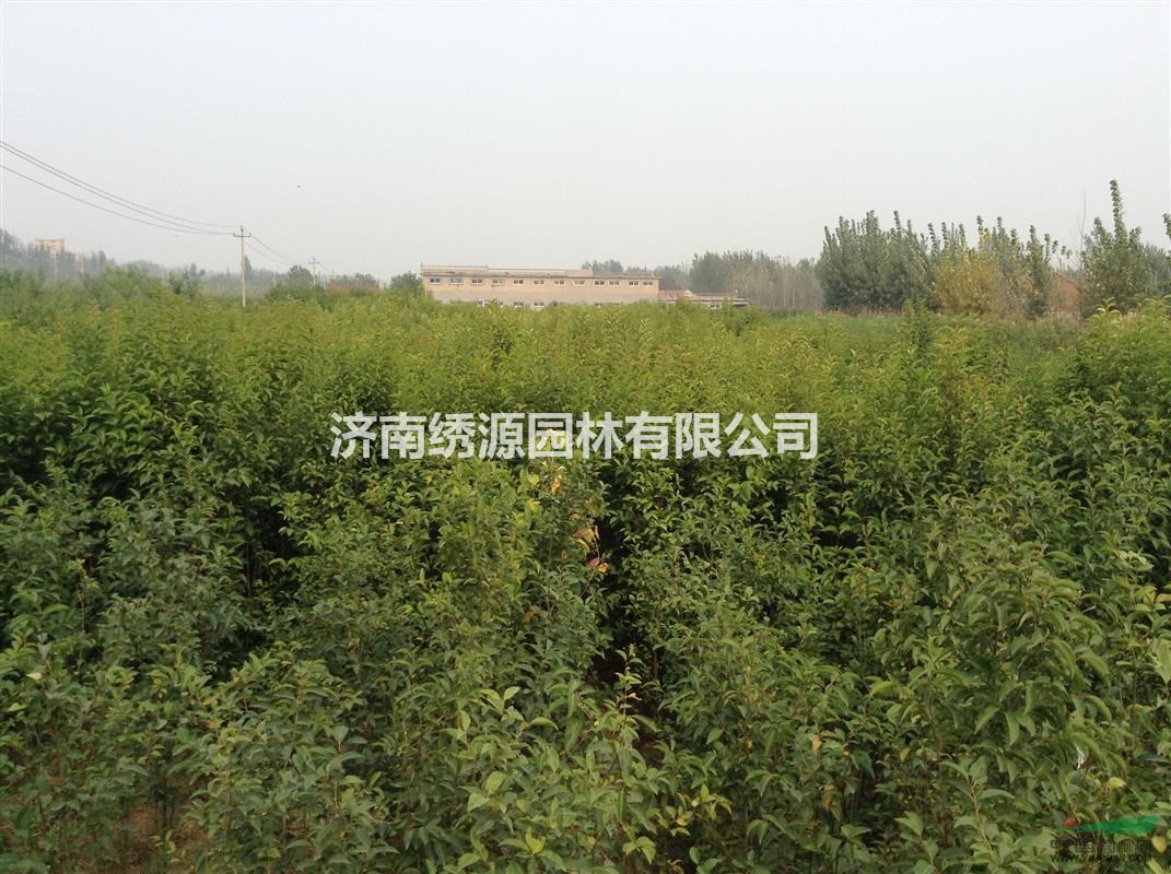 山東地區(qū)長期供應(yīng)叢生大葉女貞，3-4分枝，高度1-3米
