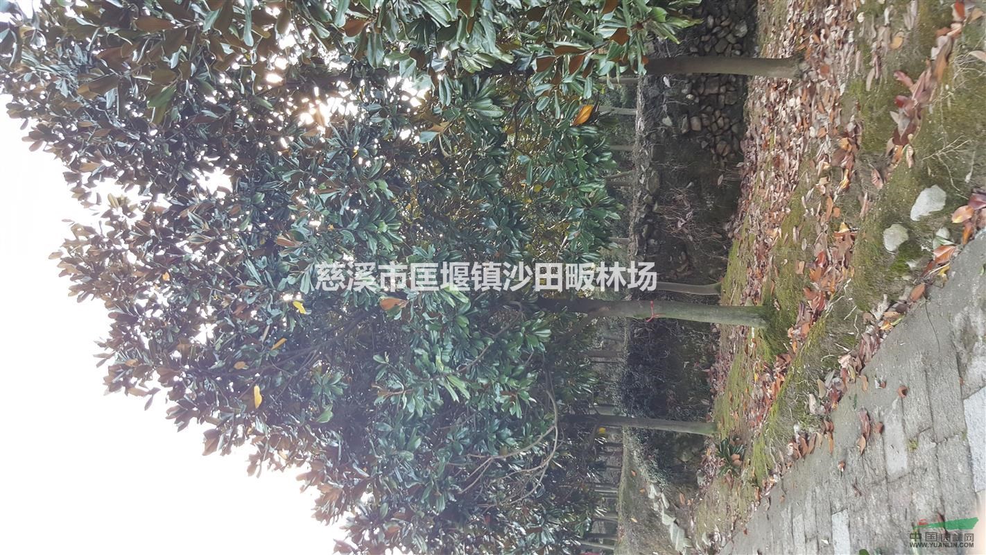 浙江寧波廣玉蘭