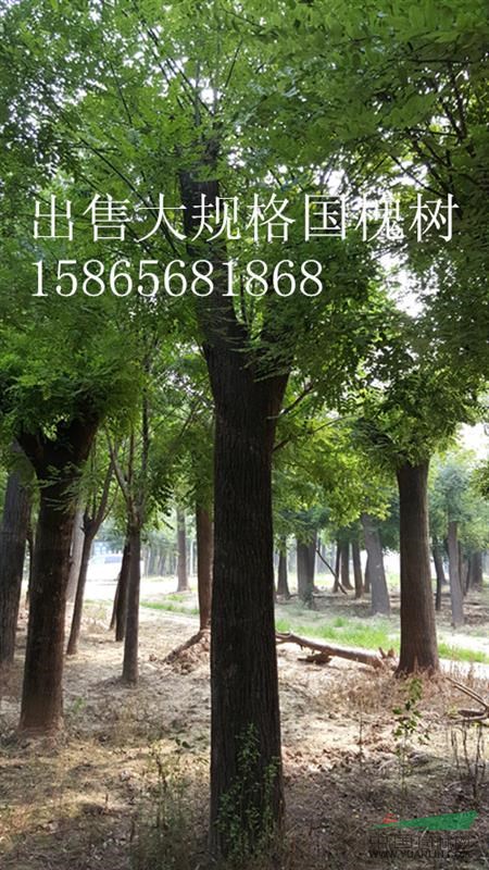 菏澤3公分合歡價(jià)格