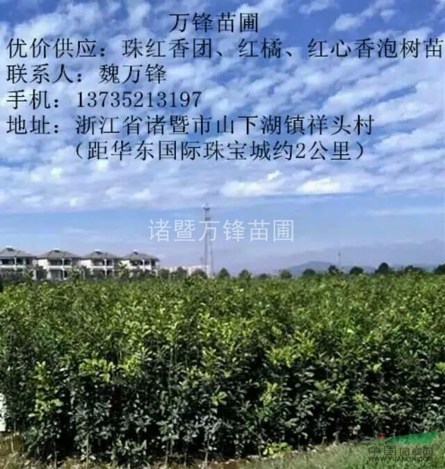  浙江諸暨萬(wàn)鋒苗圃供應(yīng)香泡苗